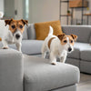 Understanding How Do Dog Calming Treats Work: A Comprehensive Guide for Pet Parents