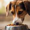 Understanding How Do Dogs Eat Food: A Comprehensive Look into Their Feeding Behaviors