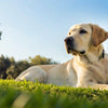 Understanding How Do Dogs Gain Weight: Causes, Solutions, and Healthy Practices