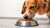 Understanding How Dogs Eat Their Food: A Comprehensive Guide for Pet Owners