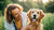 Understanding How Fast Can Dogs Gain Weight: A Comprehensive Guide for Pet Owners