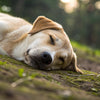 Understanding How Long Do Dogs Sleep: A Comprehensive Guide for Dog Owners