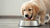 Understanding How Long Do U Feed a Dog Puppy Food: A Comprehensive Guide