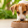 Understanding How Long Do You Keep Dogs on Puppy Food