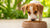 Understanding How Long Do You Keep Dogs on Puppy Food