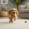 Understanding How Long Does It Take a Dog to Digest Kibble