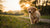 Understanding How Long Does It Take for Dogs to Gain Weight: A Comprehensive Guide