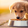 Understanding How Long Dogs Are on Puppy Food: A Comprehensive Guide