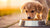 Understanding How Long Dogs Are on Puppy Food: A Comprehensive Guide