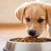 Understanding How Long Dogs Need to Be on Puppy Food