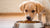 Understanding How Long Dogs Need to Be on Puppy Food