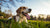 Understanding How Long Dogs Pant After Exercise and How to Help Them Cool Down