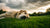 Understanding How Long for Dog Food Allergy to Clear Up-141219954927
