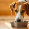 Understanding How Long for Dog Food Allergy to Go Away: A Comprehensive Guide