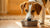 Understanding How Long for Dog Food Allergy to Go Away: A Comprehensive Guide
