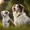 Understanding How Long is a Dog Considered a Puppy: A Complete Guide for Pet Owners