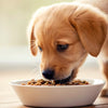 Understanding How Long Should A Dog Stay on Puppy Food for Optimal Growth