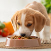 Understanding How Long Should Dog Be on Puppy Food