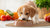 Understanding How Long Should Dog Be on Puppy Food