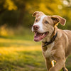 Understanding How Long to Feed Your Dog Puppy Food: A Comprehensive Guide