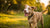 Understanding How Long to Feed Your Dog Puppy Food: A Comprehensive Guide