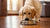 Understanding How Long to Give a Dog Puppy Food: A Comprehensive Guide
