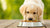 Understanding How Long to Keep Your Dog on Puppy Food