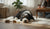 Understanding How Long to Punish a Dog for Bad Behavior: A Comprehensive Guide-141421936879