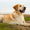 Understanding How Many Calories Does a Dog Need by Weight
