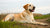 Understanding How Many Calories Does a Dog Need by Weight