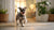 Understanding How Many Calories Should a 25 lb Dog Eat: A Comprehensive Guide for Pet Owners