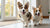 Understanding How Many Cups of Dry Dog Food Per Pound: A Comprehensive Guide for Pet Owners