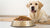 Understanding How Many Cups of Food a 90 lb Dog Should Eat-140213125359