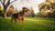 Understanding How Many Hours a Day Dogs Need Exercise