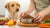 Understanding How Much Accent to Put on Dogs’ Food: A Complete Guide for Pet Owners-140857704687