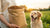 Understanding How Much Dog Food Cost: A Comprehensive Guide for Pet Owners