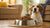 Understanding How Much Dog Food for a 10 lb Dog: A Comprehensive Guide