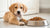 Understanding How Much Dog Food for a 3 Month Old Puppy: The Ultimate Guide