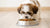 Understanding How Much Dog Food Per Day for Shih Tzu: A Comprehensive Feeding Guide