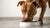 Understanding How Much Dog Food to Feed a Pitbull: A Comprehensive Guide