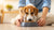 Understanding How Much Dog Food to Give a Dog: A Comprehensive Guide for Pet Owners-140551651567