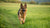 Understanding How Much Exercise a German Shepherd Dog Needs
