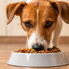 How Much Food Should You Feed a 10 lb Dog?