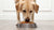 Understanding How Much Food a 40 lb Dog Needs