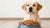 Understanding How Much Food a 40-Pound Dog Should Get-140658442479