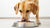 Understanding How Much Food a 60lb Dog Should Eat Daily