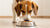 Understanding How Much Food a Day for a Dog: A Comprehensive Guide for Pet Parents-140857770223