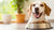 Understanding How Much Food a Dog Needs Per Day: A Comprehensive Guide-140551586031