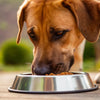 Understanding How Much Food an 80lb Dog Should Eat