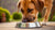 Understanding How Much Food an 80lb Dog Should Eat